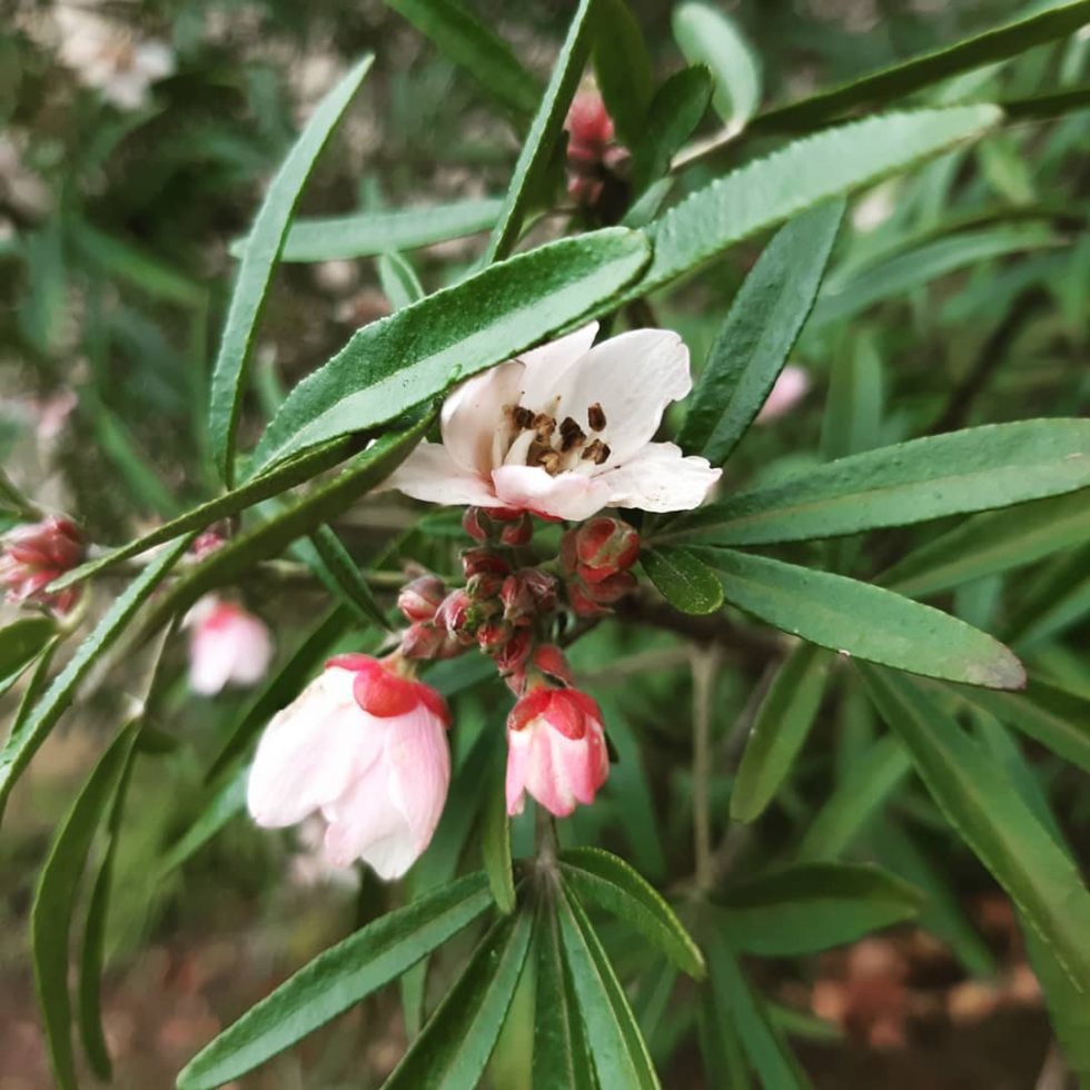 Choix de végétaux fleuris en fin d'automne, avec cet oranger du Mexique