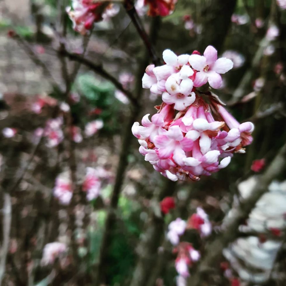 Arbuste à floraison hivernale pour égayer le jardin en toute saison, avec cette Viorne d'hiver