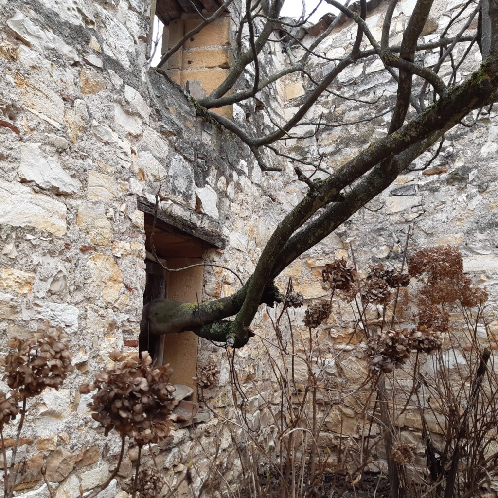 arbre dans une maison en pierre, la nature prend le dessus à Charentay dans le Beaujolais