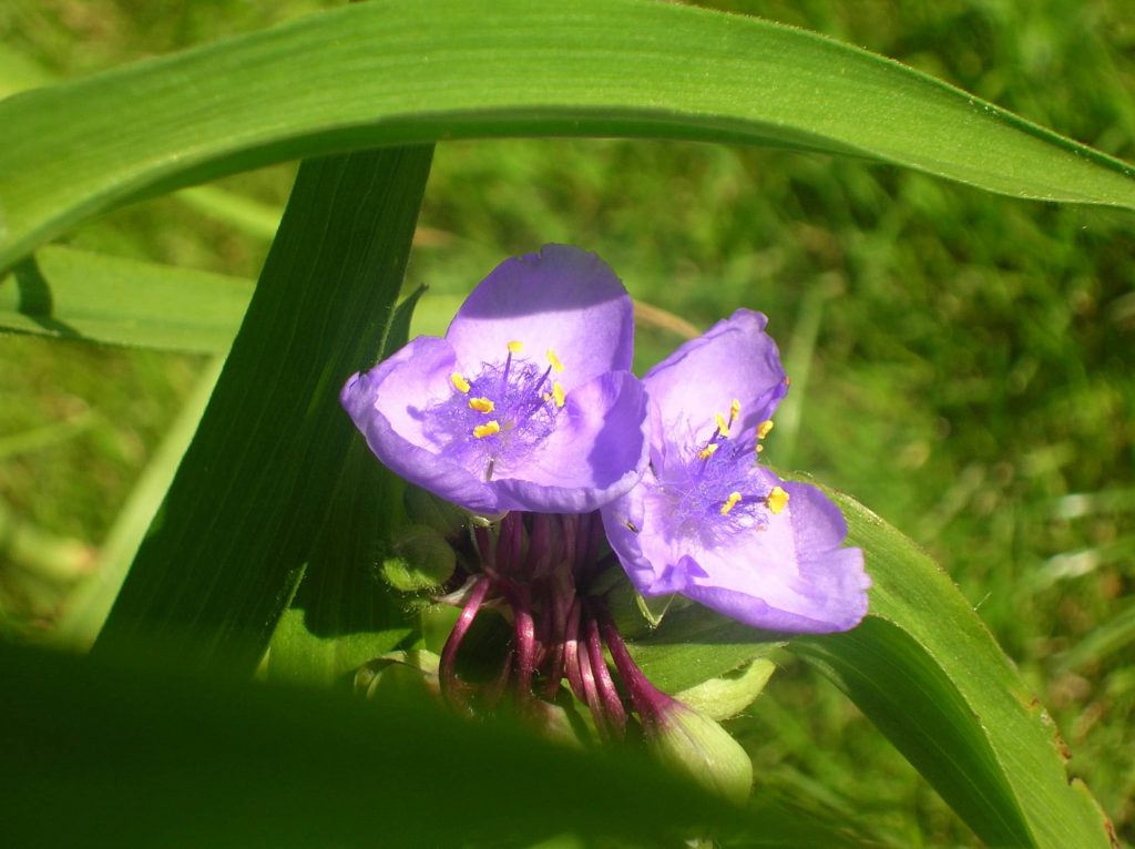 Photo d'une fleur violette : tradescantia ou misère
