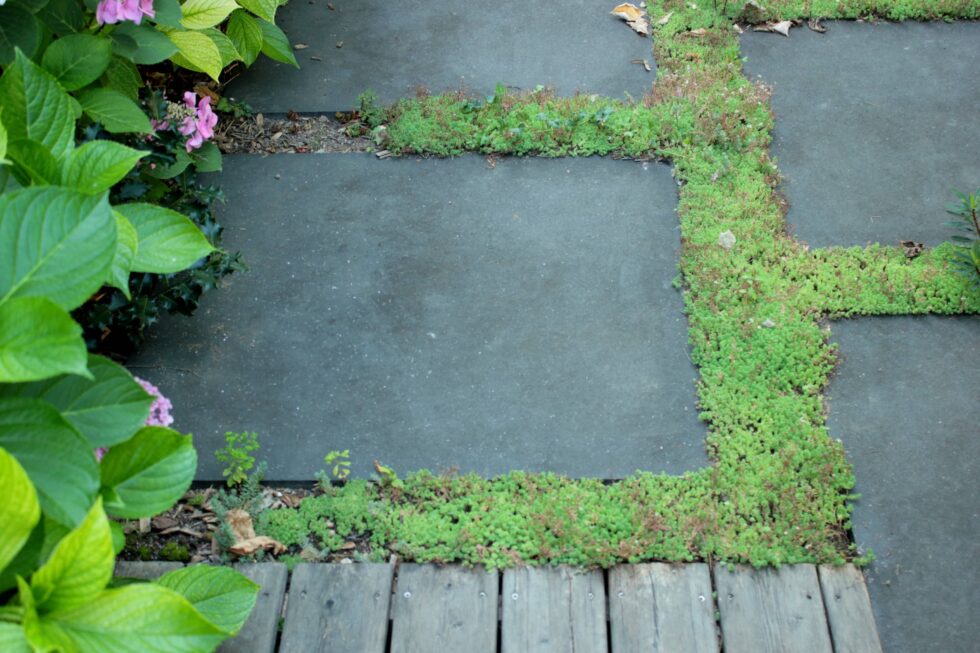 pas japonais naturel, en dalles de 1m par 1m aux joints plantés de sedums