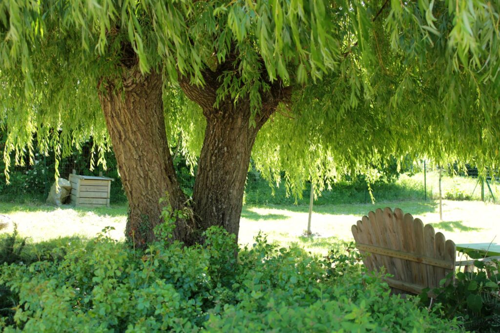 à l'ombre d'un saule pleureur dans un jardin naturel à Hurigny près de Mâcon