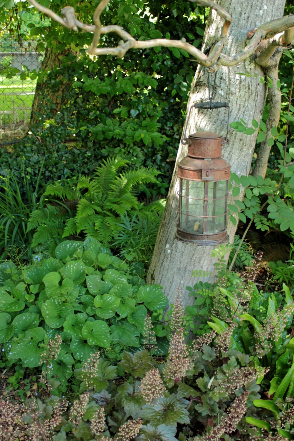 lanterne suspendue dans un arbre, à l'ombre d'un noyer, dans ce jardin très naturel à Mâcon