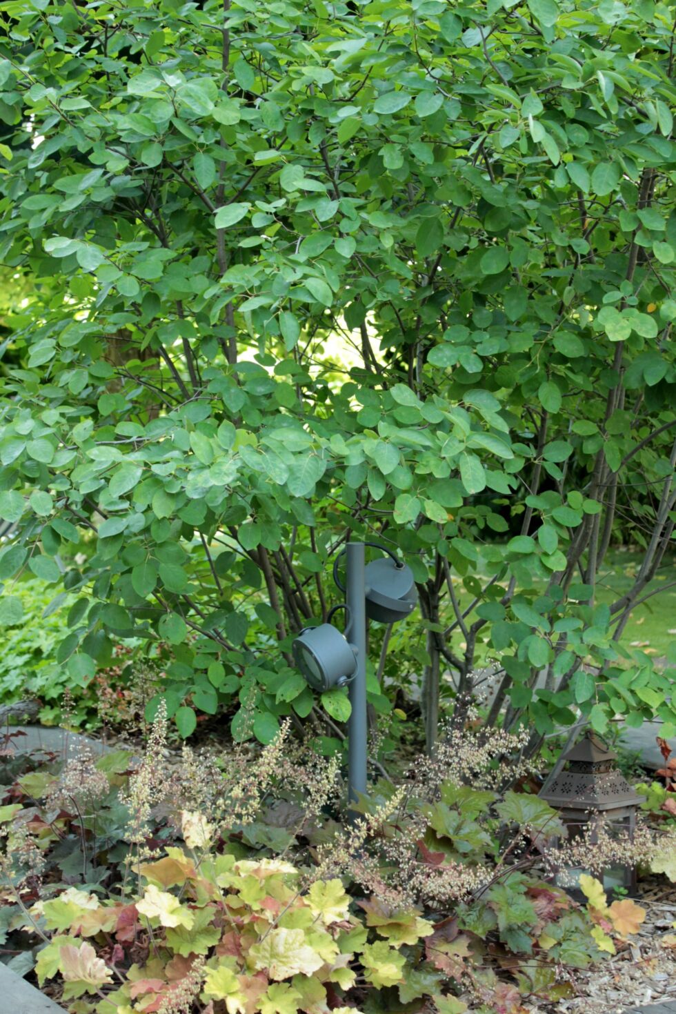 massif couvre sol à l'ombre et éclairage dans un jardin de ville à Mâcon.