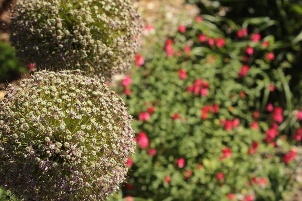 Détail de fleur d'alium giganteum sur fond de sauge microphylle
