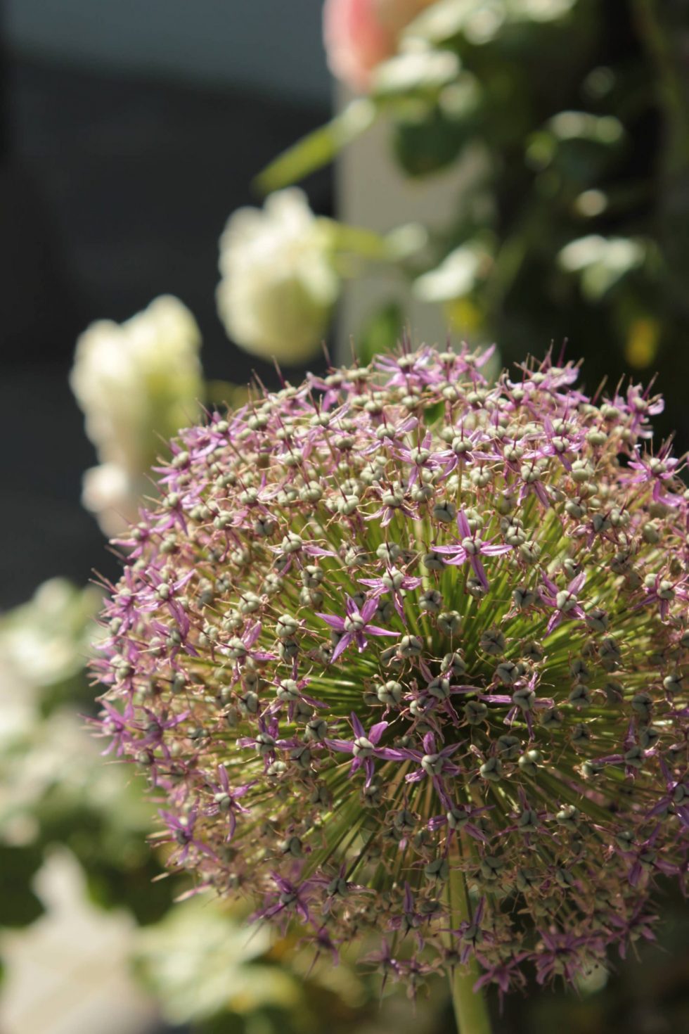 Détail de fleur d'alium giganteum sur fond de rosier
